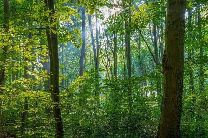 Woodland Charm